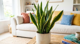 Vị trí đặt cây lưỡi hổ giúp tăng sinh khí trong nhà, hút tài lộc