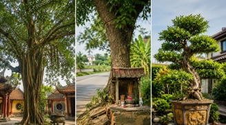 Người xưa dặn: Thấy 3 loại cây này, chớ tùy tiện chặt bỏ kẻo bị cho là “động” vào phúc lộc