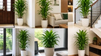 Những vị trí trồng cây thiết mộc lan tốt cho phong thủy tăng sinh khí trong nhà, tạo cảm giác tài lộc