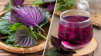 Uống nước tía tô hay ăn lá tía tô tốt hơn?