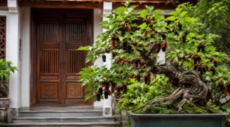 Vì sao người xưa kiêng trồng cây dâu tằm trước nhà, nhưng ngày nay nhiều người lại chọn làm bonsai?