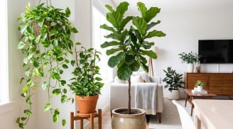 8 cây cảnh hợp với người mệnh Mộc