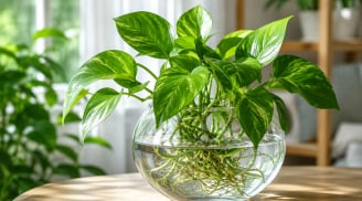 Cách trồng trầu bà thủy sinh xanh tốt quanh năm: 5 bí quyết giúp cây không vàng lá, không thối nước