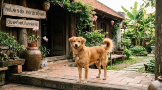 Nhà đột nhiên xuất hiện những con vật này: Có trường hợp là điềm may, có trường hợp cần kiểm tra ngay