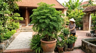 Nhà nào trồng cây đinh lăng cũng nên biết 4 điều này, dùng đúng thì tiện ích, dùng sai dễ phản tác dụng
