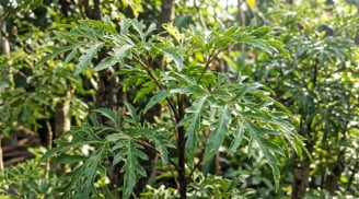 Tin vui cho những nhà đang trồng cây đinh lăng