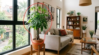Ai nên trồng cây Ngũ Gia Bì?