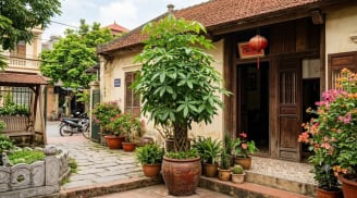 Lời khuyên dành cho những gia đình đang trồng cây ngũ gia bì