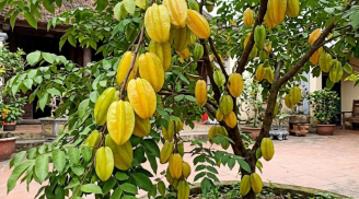 Tin vui cho những nhà đang trồng cây khế