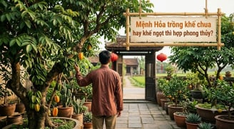 Mệnh Hỏa trồng khế chua hay khế ngọt thì hợp phong thủy?
