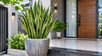 Tin vui cho những gia đình đang trồng cây Lưỡi Hổ