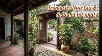 Trồng cây Ngũ Gia Bì ở đâu là tốt nhất?