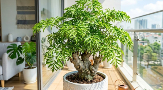 Người mệnh nào hợp trồng cây đinh lăng nhất?