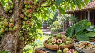  Tin vui cho những gia đình đang trồng cây sung: Nhiều lợi ích nhiều người chưa biết