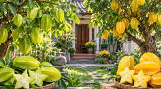 Trồng cây khế chua hay khế ngọt thì tốt hơn về phong thủy?