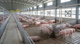 Giá heo hơi hôm nay 8/9/2026: Miền Bắc giảm, miền Trung tăng giảm trái chiều