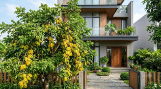 Nên trồng khế chua hay khế ngọt trước nhà thì tốt hơn?