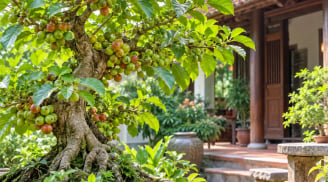 Trồng cây sung phong thủy hợp với tuổi nào mệnh nào?
