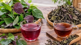 Uống nước lá tía tô tươi hay khô thì tốt hơn?