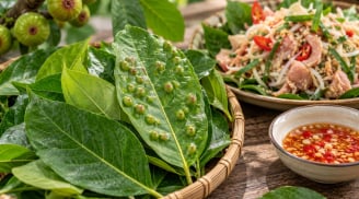Có nên ăn lá sung có nốt sần không? Sự thật về loại lá dân dã nhiều người vẫn dùng