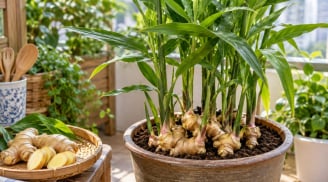 Lợi ích khi trồng chậu gừng trong nhà: Không chỉ để làm gia vị, còn có 5 điểm đáng giá này