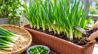 Trồng hành trong chậu cực dễ: Tận dụng gốc hành bỏ đi, vài tuần là có hành xanh ăn quanh năm