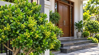 Trồng Hoa Ngâu Trước Nhà Có Tốt Phong Thủy? 5 Điều Gia Chủ Nên Biết