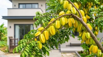 2 mệnh trồng cây Khế cả nhà hưởng phúc lây