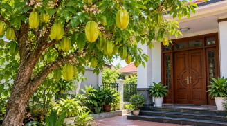 Nhà ai đang trồng cây khế trước nhà, chú ý điều này
