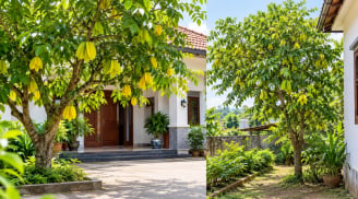 Trồng cây khế trước hay sau nhà tốt hơn? Người xưa có một lựa chọn đáng lưu ý