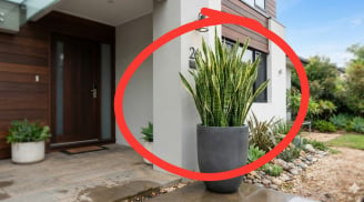 Trồng cây Lưỡi Hổ ở đâu tốt nhất?