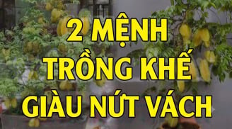 2 mệnh trồng khế hút tài lộc vào nhà: Cây càng xanh người càng giàu có