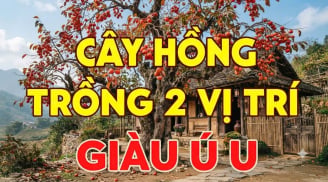 2 vị trí trồng hồng hút tài lộc vào nhà: Ai không biết thật đáng tiếc