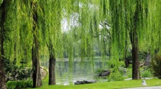 3 loại cây trồng trước nhà: Cây càng xanh người càng suy