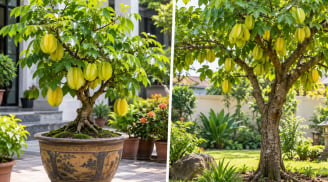 Trồng cây khế cảnh phong thủy: Nên để trong chậu hay trồng thẳng xuống sân vườn để hút tài lộc?