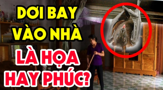 3 con vật vào nhà mang tới may mắn