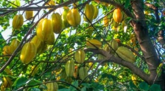 Trồng khế nên trồng khế chua hay khế ngọt