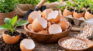 Nhiều người bỏ vỏ trứng vào thùng rác mà không biết 6 công dụng hữu ích này