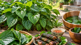Tin vui cho những gia đình trồng bụi lá lốt