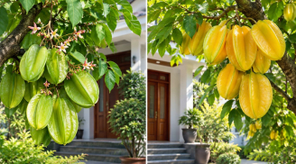 Trồng cây khế trước nhà: Nên chọn giống khế chua hay ngọt để vừa đẹp vừa hợp phong thủy?