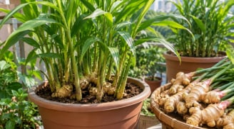 Vì sao gần đây nhiều người thích trồng gừng trong chậu cảnh?