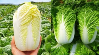 Mua cải thảo: Chọn cây trắng hay cây xanh mới ngon?