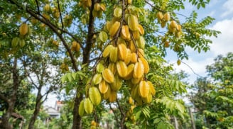 3 loại cây trồng trước nhà nào nhà đó giàu có