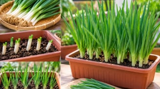 Trồng hành lá trong chậu: Cách đơn giản, nhanh gọn, chăm sóc nhàn mà vẫn có rau ăn quanh năm