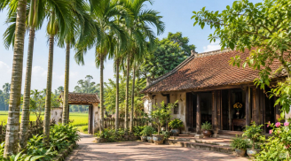 Vì sao thời ông bà ta thích trồng cau trước nhà? 5 lý do đằng sau một nét văn hóa Việt