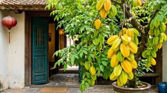2 hướng tốt nhất trồng cây Khế