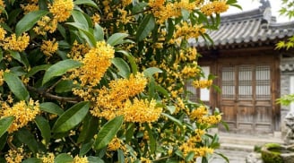 Người mệnh nào hợp trồng cây mộc hương (quế hoa) nhất?
