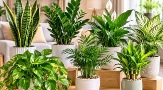 Top 7 cây cảnh trồng trong nhà vừa dễ chăm, lọc không khí tốt lại giàu ý nghĩa phong thủy