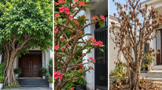 Trước nhà có 3 cây này, gia đạo dễ bất an: Nhiều gia đình nên chú ý khi bố trí