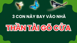 3 con vật vào nhà mang tới may mắn cho gia chủ